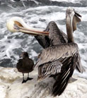 The Pelican Dance